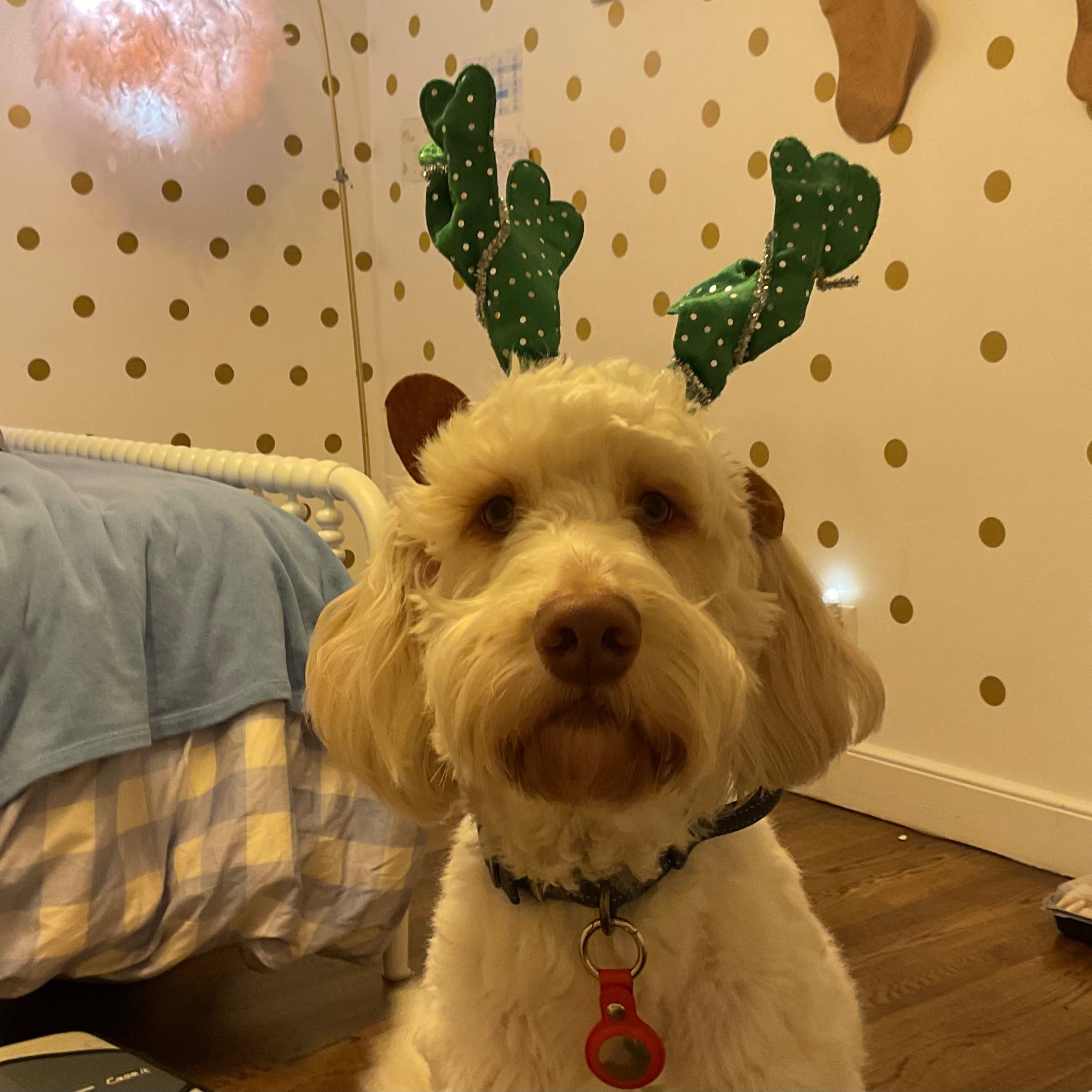 Jovie’s amazing bus podcast